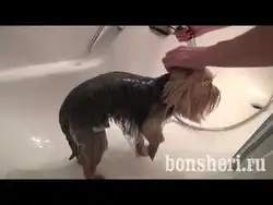 Йорк в ванной фото