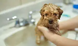 Ванные комнаты