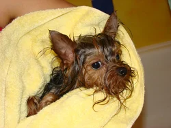 Yorkie in the bathroom photo