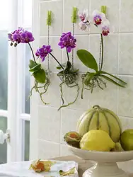 Artificial plants in the kitchen interior