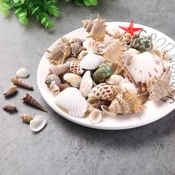 Ракушки в интерьере кухни фото