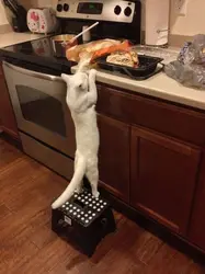 Mətbəx sərin foto