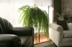 Fern In The Bedroom Interior