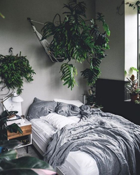Fern In The Bedroom Interior