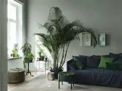 Fern in the bedroom interior