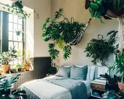 Fern in the bedroom interior