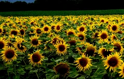 Kitchen sunflower photo