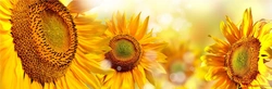 Kitchen sunflower photo