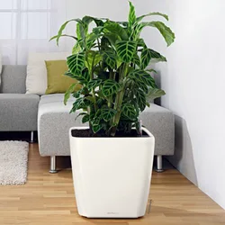 Floor pots in the living room interior
