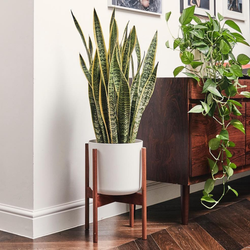 Floor pots in the living room interior