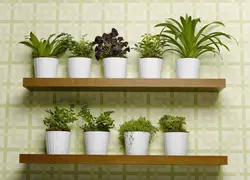 Shelves for flowers in the kitchen interior