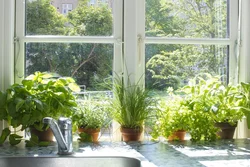 Photo of flowers on apartment windows