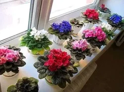 Фота кветак на вокнах кватэры