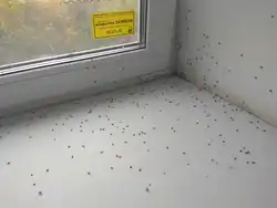 Мошки На Кухне Фото