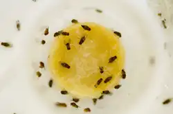 Midges in the kitchen photo