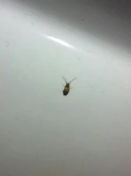 Midges in the kitchen photo