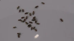 Мошки На Кухне Фото
