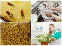 Midges in the kitchen photo