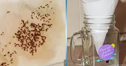 Мошки на кухне фото