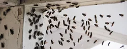 Oshxona fotosuratidagi midges