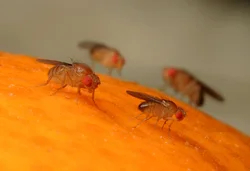 Midges in the kitchen photo