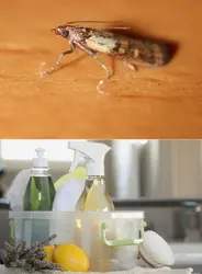 Oshxona fotosuratidagi midges