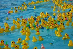 Duckling in the bath photo