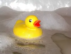 Duckling in the bath photo