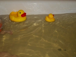 Duckling in the bath photo