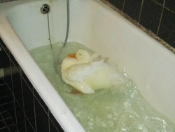 Duckling In The Bath Photo