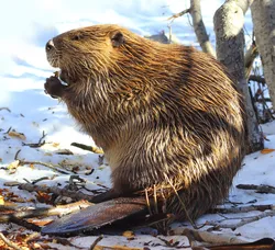 Kitchen beaver photo