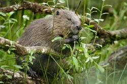 Kitchen beaver photo
