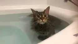 Фото котов в ванне