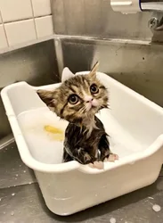 Фото Котов В Ванне