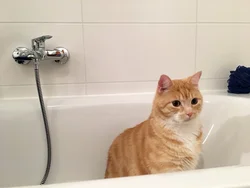 Hammomdagi mushuklarning fotosurati