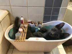 Фото котов в ванне
