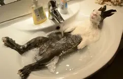 Photo of cats in the bath