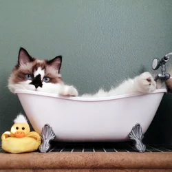 Фото котов в ванне