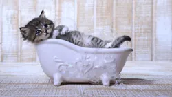 Фота катоў у ванне