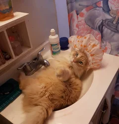 Photo Of Cats In The Bath