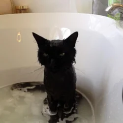 Photo Of Cats In The Bath