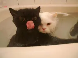 Фото Котов В Ванне