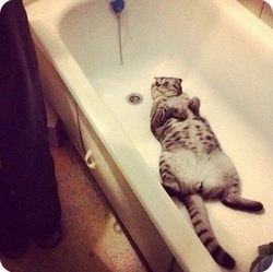 Фото Котов В Ванне