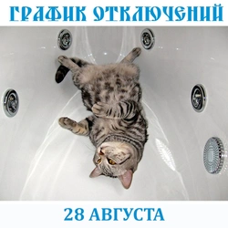 Photo of cats in the bath