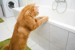 Photo of cats in the bath