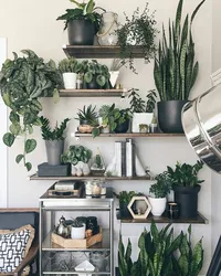 Flower in the kitchen interior