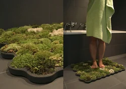 Moss In The Bathroom Interior Photo