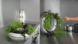 Moss design in the kitchen