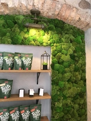 Moss design in the kitchen